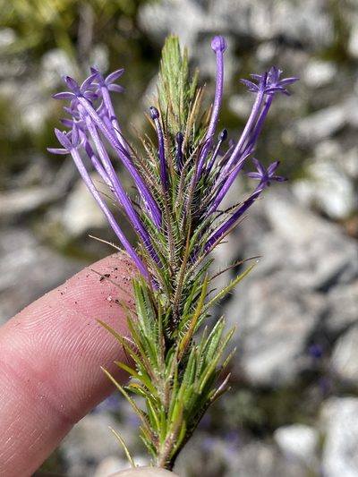 Merciera tenuifolia, photographed by Dave U
