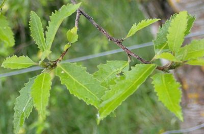 Hoheria angustifolia, photographed by John Steel