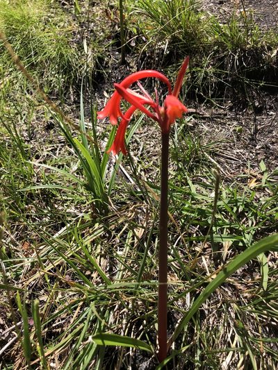 Cyrtanthus angustifolius, photographed by Sean Privett