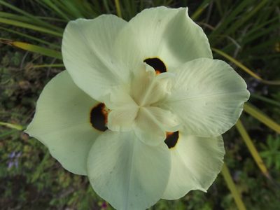 Dietes bicolor, photographed by Ludwig Muller