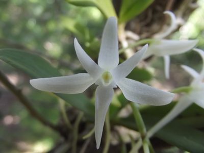 Mystacidium capense, photographed by Ludwig Muller