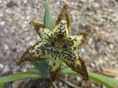 Ferraria crispa, photographed by Ludwig Muller