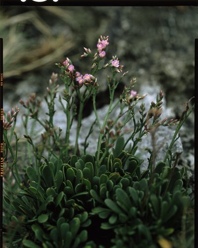 Limonium wrightii, photographed by Hibiki Katayama