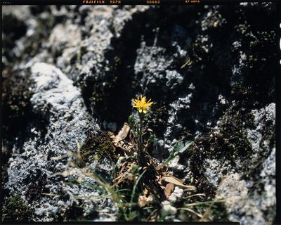 Solidago minutissima, photographed by Hibiki Katayama