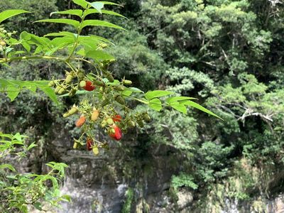 Rubus fraxinifolius, photographed by joniyang