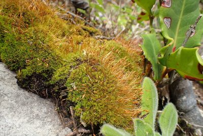 Tortella xanthocarpa, photographed by Nicola van Berkel