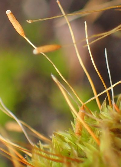 Tortella xanthocarpa, photographed by Nicola van Berkel