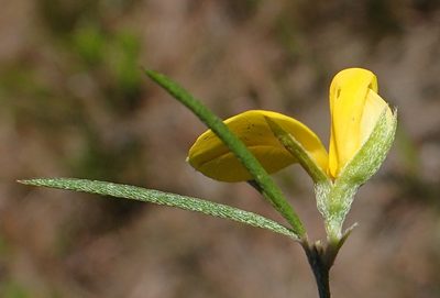 Argyrolobium filifolia, photographed by Nicola van Berkel