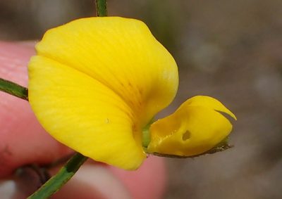 Argyrolobium filifolia, photographed by Nicola van Berkel
