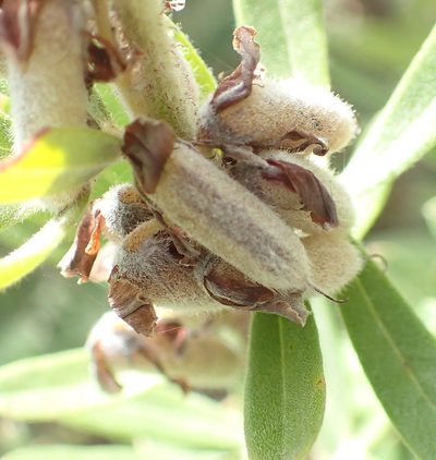 Indigofera hispida, photographed by Nicola van Berkel