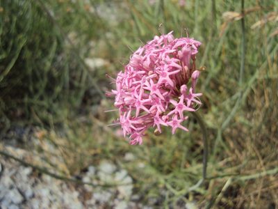 Valeriana nevadensis, photographed by giulia_marangoni