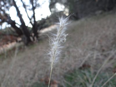 Bothriochloa torreyana, photographed by Nathan May