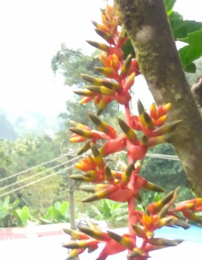 Guzmania multiflora, photographed by Juan C. Espinosa
