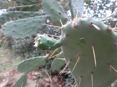 Opuntia elatior, photographed by Ben Costamagna