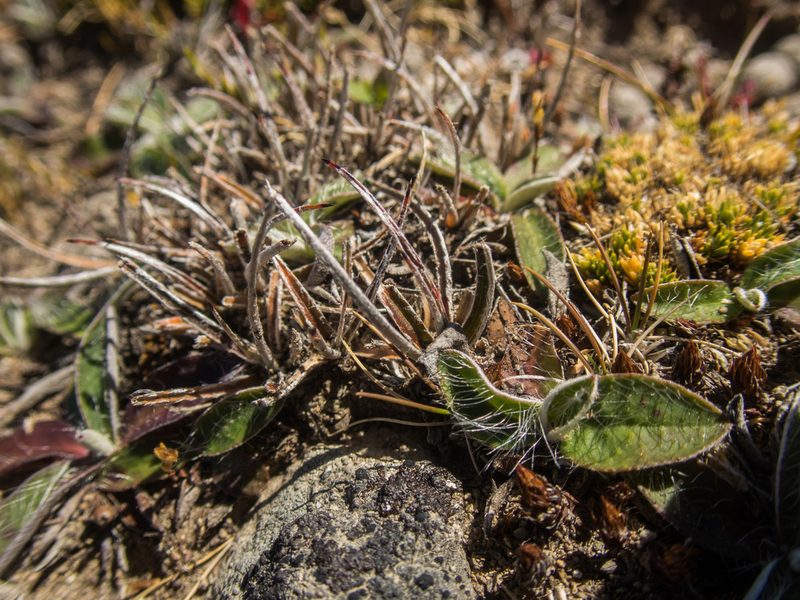 Luzula ulophylla, photographed by Cara-Lisa Schloots
