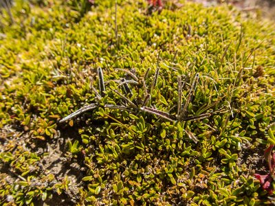 Luzula ulophylla, photographed by Cara-Lisa Schloots
