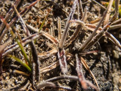 Luzula ulophylla, photographed by Cara-Lisa Schloots