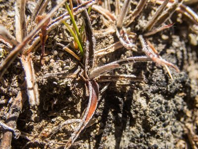 Luzula ulophylla, photographed by Cara-Lisa Schloots