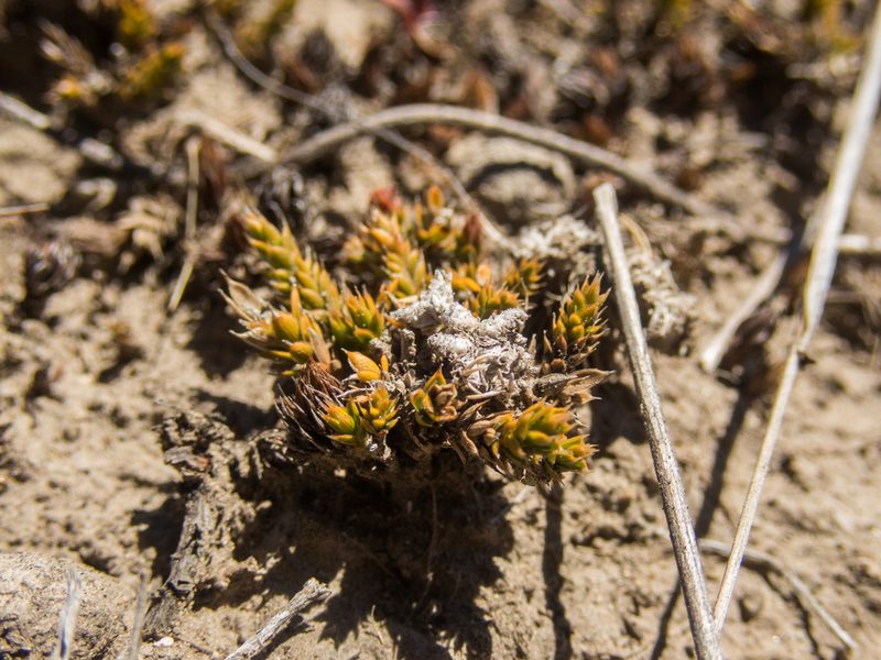 Styphelia nana, photographed by Cara-Lisa Schloots