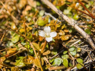 Epilobium angustum, photographed by Cara-Lisa Schloots