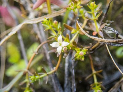 Hydrogalium perpusillum, photographed by Cara-Lisa Schloots
