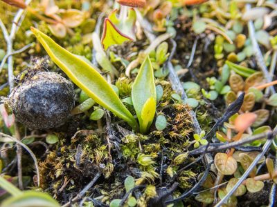 Ophioglossum coriaceum, photographed by Cara-Lisa Schloots