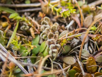 Veronica lilliputiana, photographed by Cara-Lisa Schloots