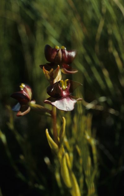Evotella rubiginosa, photographed by Tom Lloyd Evans