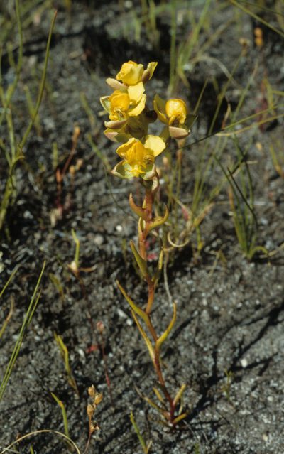 Ceratandra harveyana, photographed by Tom Lloyd Evans