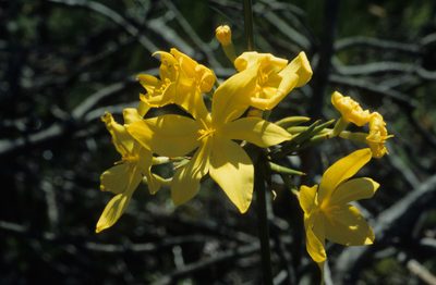 Bobartia longicyma, photographed by Tom Lloyd Evans