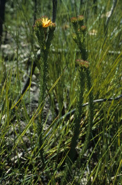 Ursinia quinquepartita, photographed by Tom Lloyd Evans