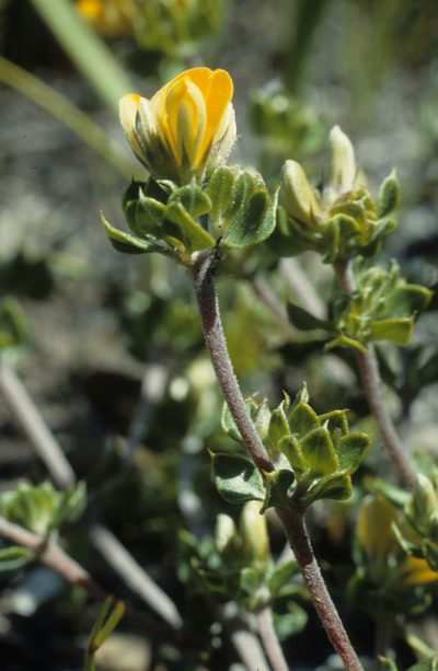 Aspalathus marginata, photographed by Tom Lloyd Evans