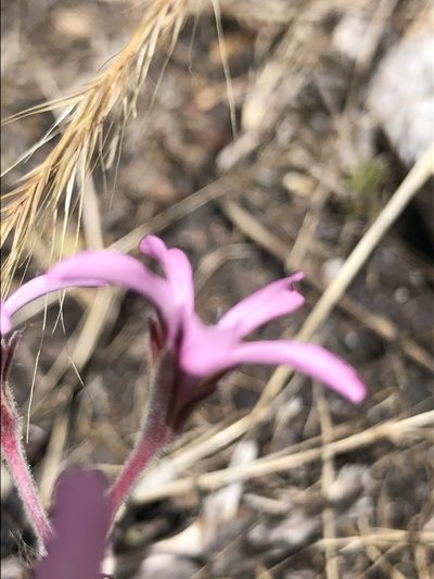 Pelargonium proliferum, photographed by Sean Privett