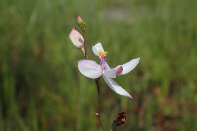Calopogon pallidus, photographed by Austin Pursley