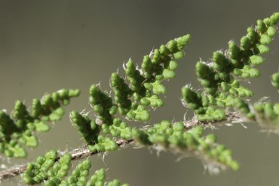 Myriopteris fendleri, photographed by Craig Martin