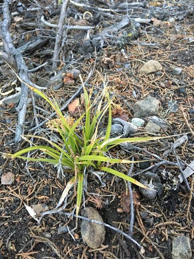 Carex obispoensis, photographed by redrovertracy