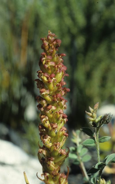 Disa densiflora, photographed by Tom Lloyd Evans