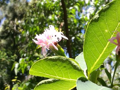 Dais cotinifolia, photographed by chrishorak