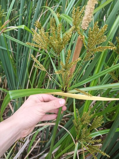 Cyperus exaltatus, photographed by James Ray