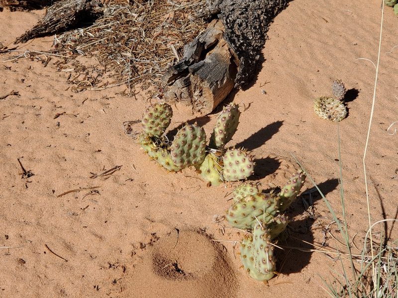 Opuntia pinkavae, photographed by Trevor Harding