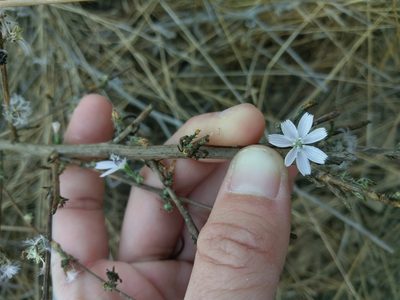 Stephanomeria virgata, photographed by Alix Kosmala