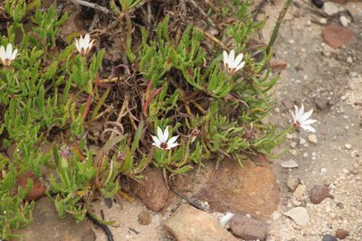 Dimorphotheca acutifolia, photographed by Tony Rebelo