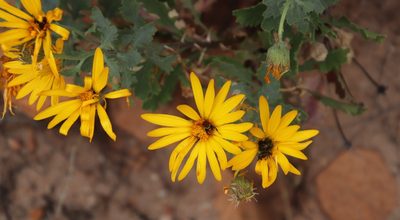 Dimorphotheca chrysanthemifolia, photographed by Tony Rebelo