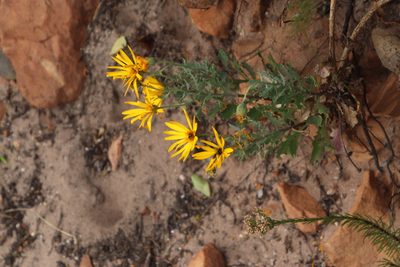 Dimorphotheca chrysanthemifolia, photographed by Tony Rebelo