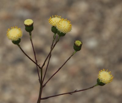 Senecio paniculatus, photographed by Tony Rebelo