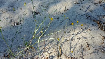 Senecio angustifolius, photographed by jimasmus