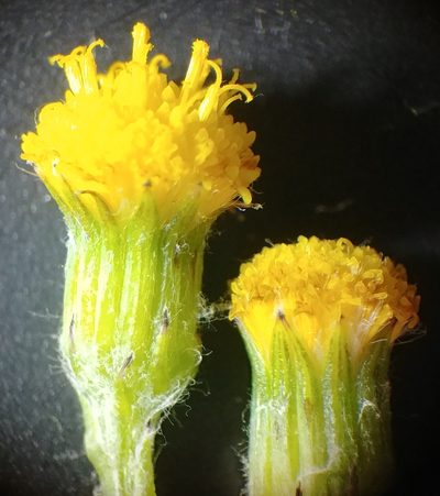 Senecio angustifolius, photographed by jimasmus