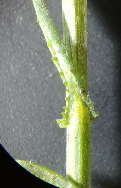Senecio angustifolius, photographed by jimasmus