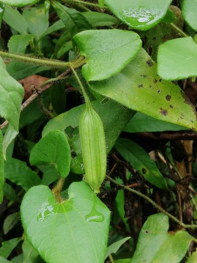 Aristolochia odora, photographed by Kozue Kawakami