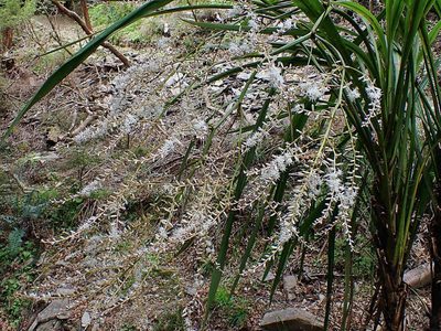 Cordyline banksii, photographed by Duncan Cunningham